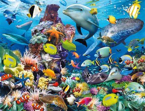 sea fish images|100,000+ Free Sea Fish & Fish Images .